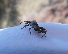 Merocoris distinctus