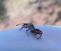 Merocoris distinctus