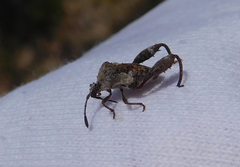 Merocoris distinctus