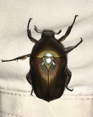 Pseudotorynorrhina japonica