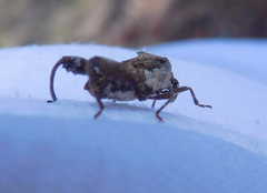 Merocoris distinctus
