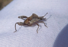 Merocoris distinctus