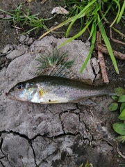 Gymnocephalus cernua