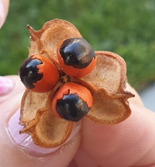 Cupaniopsis anacardioides