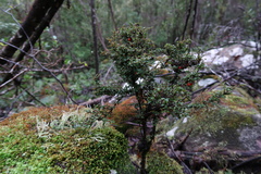Coprosma nitida