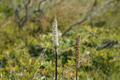 Xanthorrhoea fulva