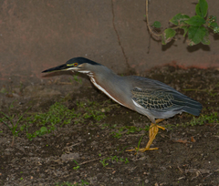 Butorides striata