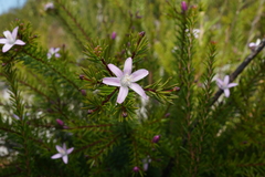 Philotheca salsolifolia