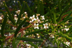 Zieria laxiflora