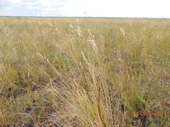 Helictotrichon desertorum