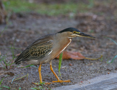 Butorides striata