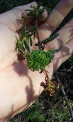 Asphondylia ceanothi