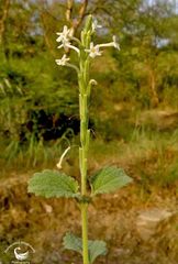 Chascanum marrubiifolium