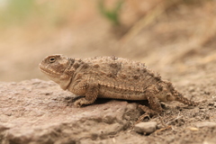 Phrynosoma douglasii