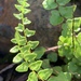 Spear Lipfern - Photo (c) Dave Richardson, some rights reserved (CC BY), uploaded by Dave Richardson