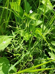 Campanula aparinoides
