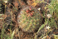 Pediocactus nigrispinus