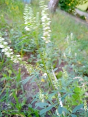 Melilotus albus