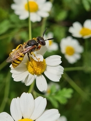 Philanthus triangulum