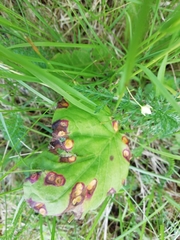 Puccinia poarum