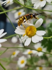 Philanthus triangulum