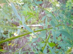 Melilotus albus