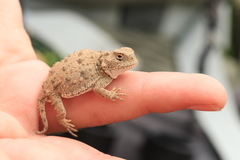 Phrynosoma douglasii