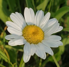 Leucanthemum vulgare