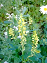 Melilotus officinalis