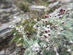 Artemisia kawakamii