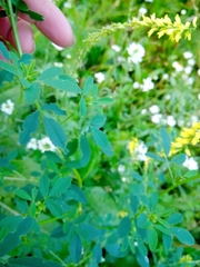 Melilotus officinalis
