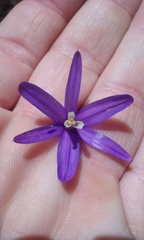 Brodiaea leptandra