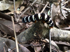 Xanthopastis regnatrix