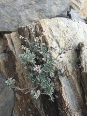 Artemisia kawakamii