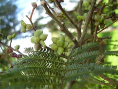 Dasineura rubiformis