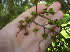 Dasineura rubiformis