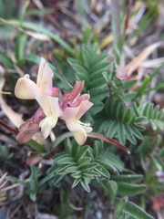 Astragalus nankotaizanensis