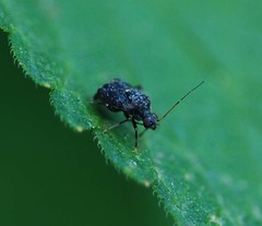 Charagochilus angusticollis