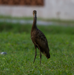 Aramus guarauna
