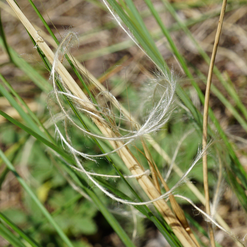 Image of Stipa eriocaulis by (c) Patrick Hacker, some rights reserved (CC BY)