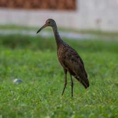 Aramus guarauna