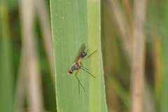 Spanochaeta dorsalis