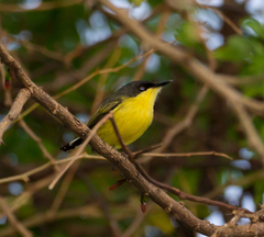 Todirostrum cinereum
