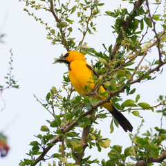 Icterus nigrogularis