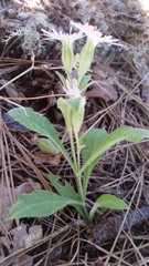 Silene hookeri hookeri