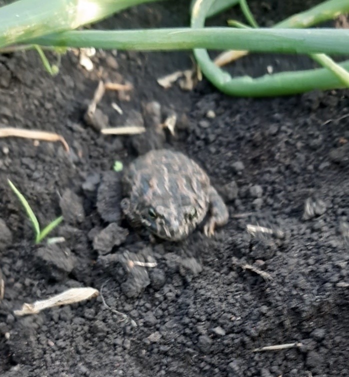Variable toad from on july