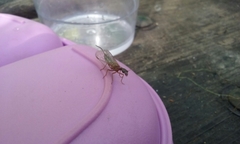 Raphidiidae