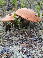 Leccinum vulpinum