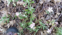 Silene hookeri hookeri
