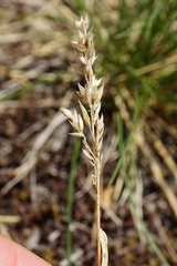 Poa badensis